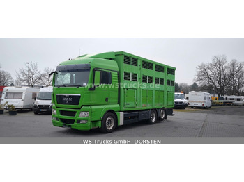 Коневоз MAN TGX 26.480 XL KABA   3 Stock Viehtransporter: фото 2
