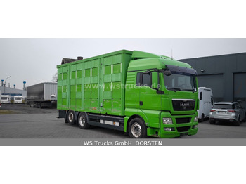 Коневоз MAN TGX 26.480 XL KABA   3 Stock Viehtransporter: фото 3