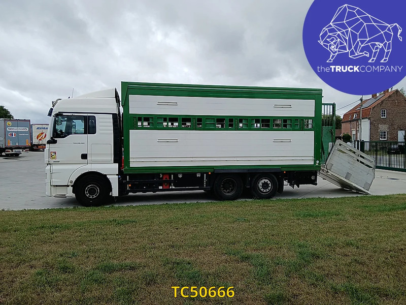 MAN TGX 460 - Грузовик для перевозки животных: фото 2 MAN TGX 460 - Грузовик для перевозки животных: фото 2
