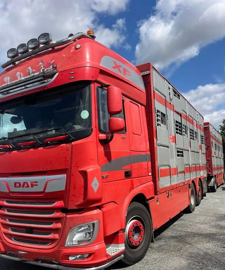 DAF XF 530 + Przyczepa Pezzaoli - 3X Trzoda, 2 X Bydło I 3 poziomy I Podnoszony dach I Hydroburta I Osie Skrętne I Poidła I Wentylatory I Pilot Manualny | - Грузовик для перевозки животных: фото 2 DAF XF 530 + Przyczepa Pezzaoli - 3X Trzoda, 2 X Bydło I 3 poziomy I Podnoszony dach I Hydroburta I Osie Skrętne I Poidła I Wentylatory I Pilot Manualny | - Грузовик для перевозки животных: фото 2