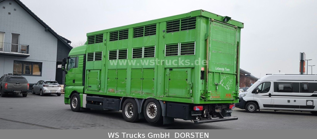 Коневоз MAN TGX 26.480 XL KABA   3 Stock Viehtransporter: фото 7