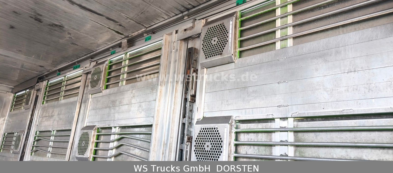 Коневоз MAN TGX 26.480 XL KABA   3 Stock Viehtransporter: фото 12